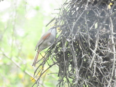 Cranioleuca pyrrhophia