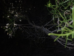 Sidneya tenuifolia