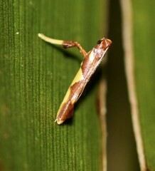 Caloptilia xanthopharella