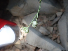 Menodora