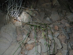 Menodora