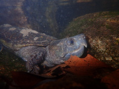 Platysternon megacephalum