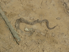 Bothrops alternatus