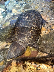 Platysternon megacephalum