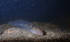 Quasipaa exilispinosa