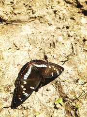 Limenitis populi