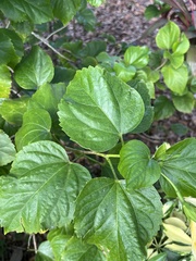 Cissus verticillata