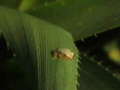 Dendropsophus nanus