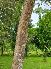 Pochota fendleri