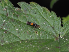 Cosmopterix