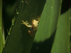 Dendropsophus nanus