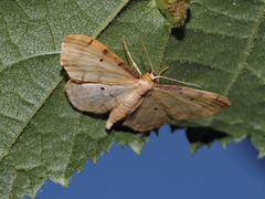 Idaea politaria