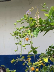Duranta