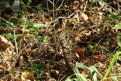 Gloydius intermedius