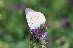 Iolana iolas