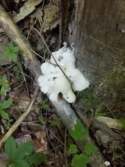 Pleurotus ostreatus