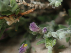 Hebecarpa macradenia