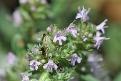 Pseudophilotes baton