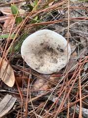 Lactifluus