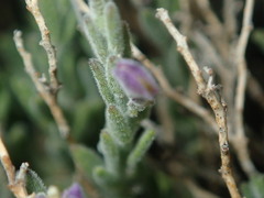 Hebecarpa macradenia