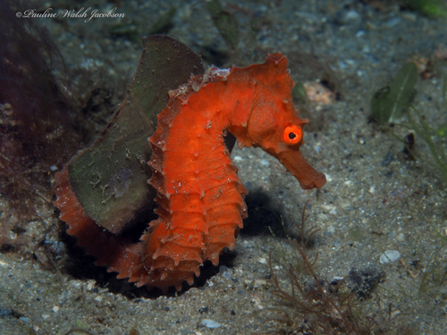 Photo of Longsnout seahorse (Hippocampus reidi)