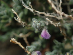Hebecarpa macradenia