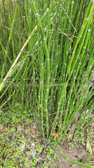 Equisetum hyemale