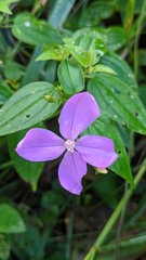 Arthrostemma ciliatum