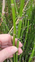 Equisetum hyemale