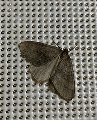 Operophtera