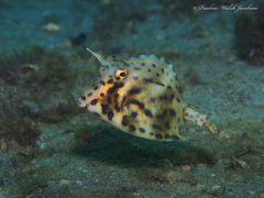 Acanthostracion quadricornis