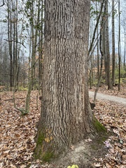 Quercus alba