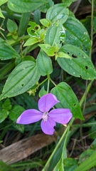 Arthrostemma ciliatum