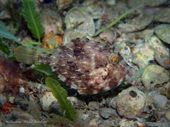 Stephanolepis hispida