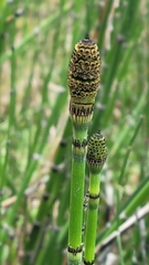 Equisetum hyemale