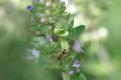 Pseudophilotes baton