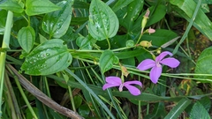 Arthrostemma ciliatum