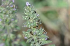 Pseudophilotes baton