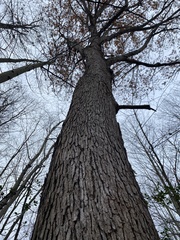 Quercus alba