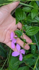 Arthrostemma ciliatum