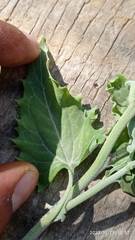 Verbesina encelioides