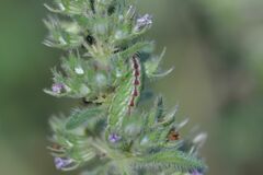 Pseudophilotes baton