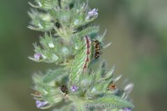 Pseudophilotes baton