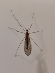 Trichocera annulata