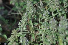 Pseudophilotes baton