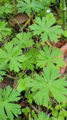 Geranium carolinianum