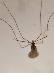 Trichocera annulata
