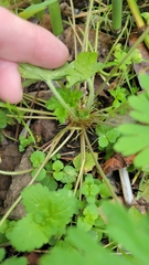 Geranium carolinianum