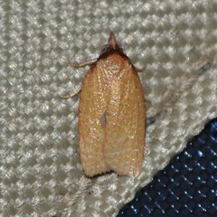 Sparganothis distincta