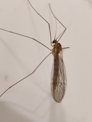 Trichocera annulata